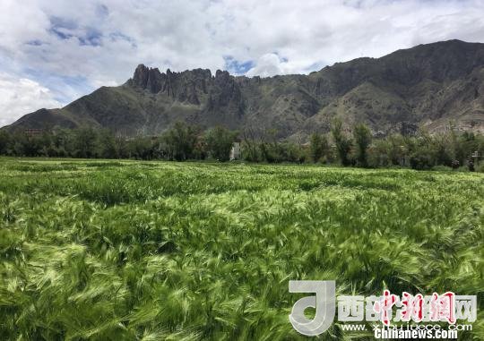 2017年西藏青稞總產(chǎn)量達到79萬噸，占糧食總產(chǎn)量的77%。圖為西藏青稞?！⊥跤窳?攝