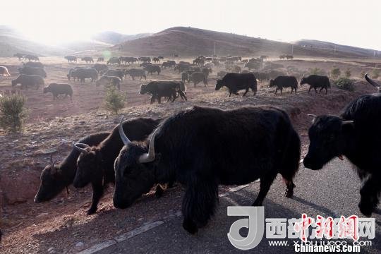 西藏每年存欄約420萬頭牦牛，牦牛產(chǎn)業(yè)發(fā)展是推動西藏畜牧業(yè)可持續(xù)發(fā)展和農(nóng)牧民脫貧致富的重要產(chǎn)業(yè)。圖為西藏牦牛?！O翔 攝