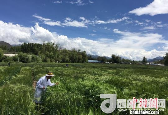 西藏與9家國家重點實驗室合力促青稞增產(chǎn)、牦牛育肥
