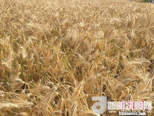 2017年西藏青稞種植面積達210多萬畝，占糧食播種面積的75%。圖為成熟期的青稞。　王玉林 攝