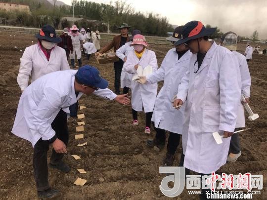 圖為研究員實地調(diào)研青稞生長土壤。　王玉林 攝