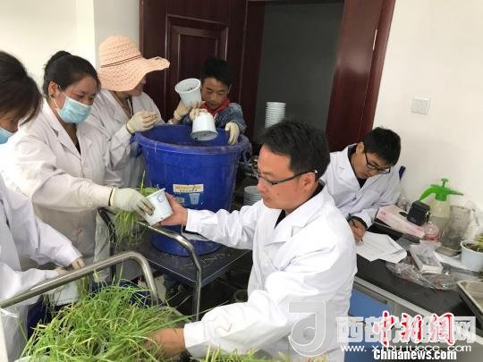 圖為研究員正在調(diào)查青稞感染白粉病情況。　王玉林 攝