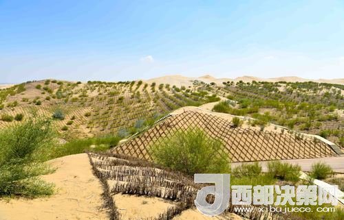 達(dá)拉特旗庫布其沙漠染綠。吳勇攝