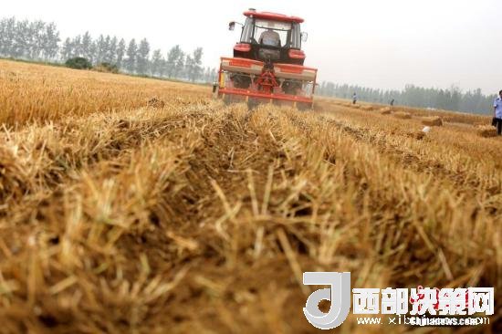 資料圖：收割機(jī)進(jìn)行機(jī)械化收割。<a target='_blank'  data-cke-saved- >中新社</a>記者 王中舉 攝