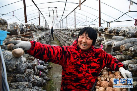 （走基層 聽(tīng)民聲）（1）河南魯山：香菇種植助農(nóng)致富