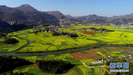 #(環(huán)境)(3)云南羅平:油菜花開春意濃