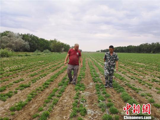 退役軍人扎根新疆兵團(tuán)基層連隊成職工致富帶頭人