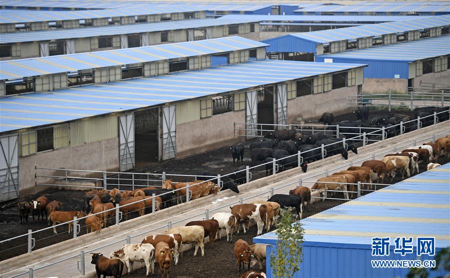 （壯麗70年·奮斗新時(shí)代——共和國(guó)發(fā)展成就巡禮·圖文互動(dòng)）（11）生態(tài)美、百姓富——品讀嶄新“寧夏畫(huà)卷”