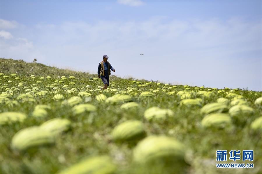 （壯麗70年·奮斗新時(shí)代——共和國(guó)發(fā)展成就巡禮·圖文互動(dòng)）（4）生態(tài)美、百姓富——品讀嶄新“寧夏畫(huà)卷”