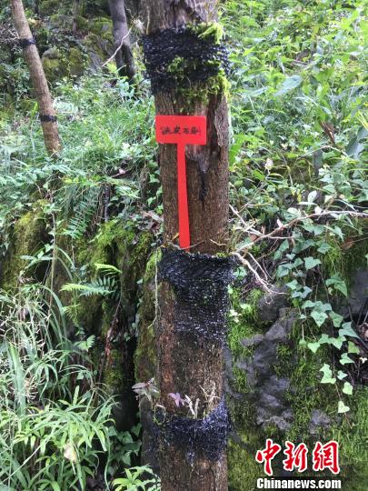 貴州同威生物科技有限公司鐵皮石斛種植。　周嫻 攝