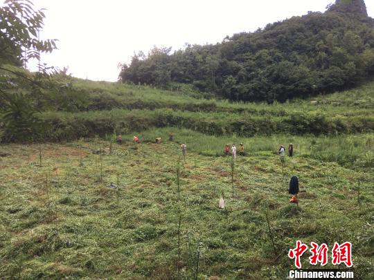 貴州同威生物科技有限公司天麻種植基地?！≈軏?攝