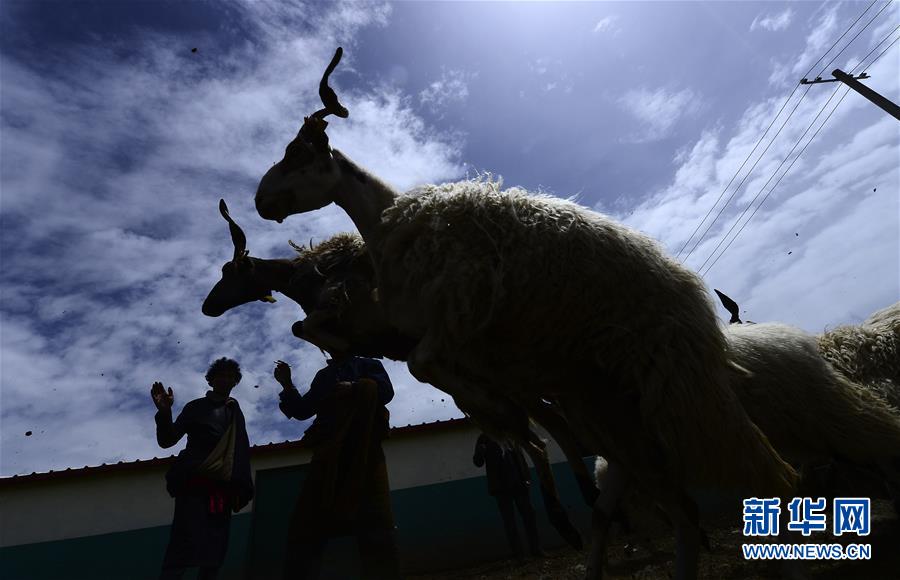 (新華全媒頭條·決戰(zhàn)決勝脫貧攻堅(jiān)·圖文互動(dòng))(5)在青山綠水間跨越千年——青海探索生態(tài)脫貧之路報(bào)告