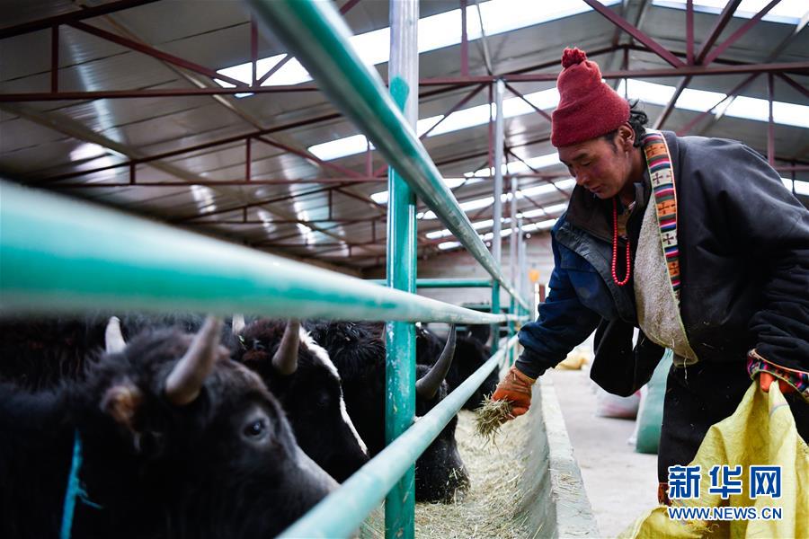 (新華全媒頭條·決戰(zhàn)決勝脫貧攻堅(jiān)·圖文互動(dòng))(11)在青山綠水間跨越千年——青海探索生態(tài)脫貧之路報(bào)告