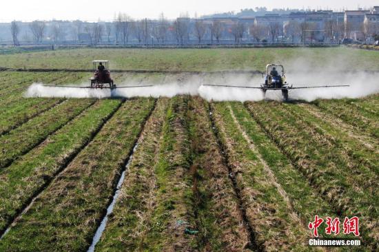 2月20日，南京湖熟街道現(xiàn)代農(nóng)業(yè)示范園區(qū)內(nèi)，工作人員駕駛自走式噴霧機(jī)給小麥噴灑除草劑。泱波 攝