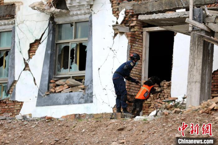 圖為搜救犬進(jìn)行模擬搜救。青海省應(yīng)急廳