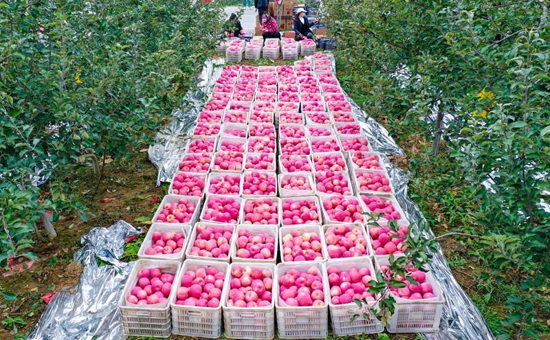 洛川縣永鄉(xiāng)鎮(zhèn)阿寺村果農(nóng)在分揀蘋(píng)果。王警攝
